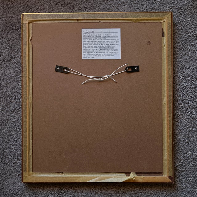 Antique 18th Century Hand Colored French Print of Chameleon ~ Framed For Sale In Philadelphia - Image 6 of 7