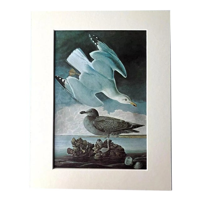 Vintage John James Audubon Matted Print, 1966: Herring Gull For Sale
