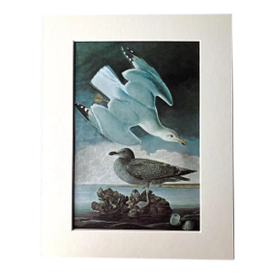 Vintage John James Audubon Matted Print, 1966: Herring Gull
