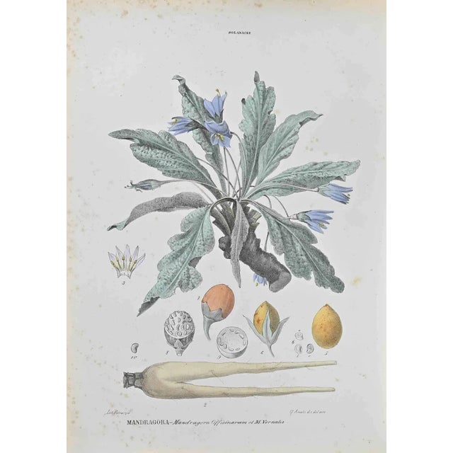 Vincenzo Tenore, Mandragora, Lithograph, 1870s For Sale