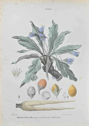 Vincenzo Tenore, Mandragora, Lithograph, 1870s