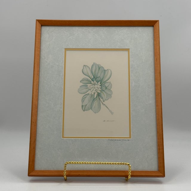 Traditional Margot Weemaes 1981 Pittosporum Tobira Botanical Portfolio Print For Sale - Image 3 of 12