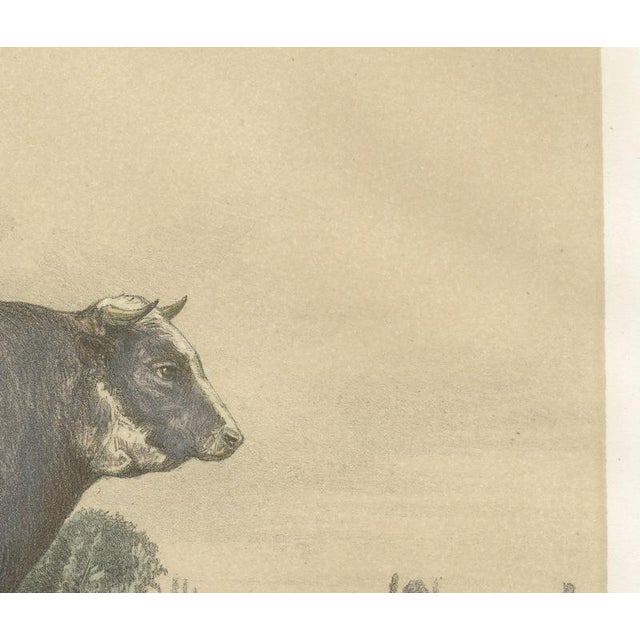 Markob, Durham Shorthorn Bull of Corbon, 1873, Paper For Sale - Image 4 of 12