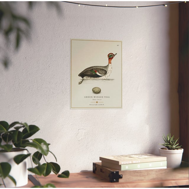 William Lewin 1789 Waterbirds Fine Art Gallery Board Print - The Green Winged Teal For Sale - Image 10 of 10