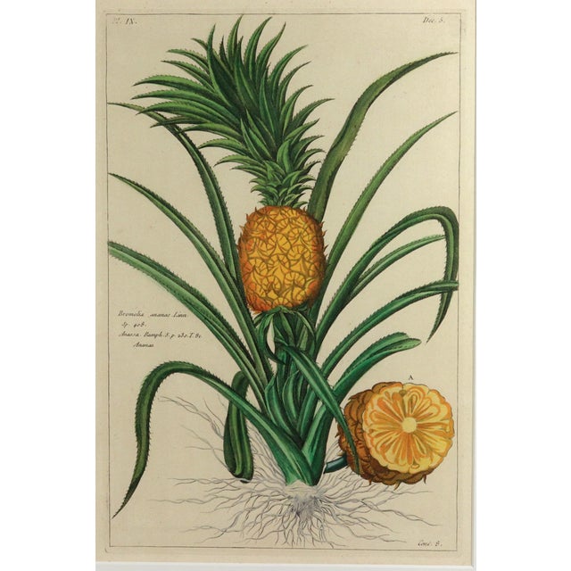 Mid 18th Century Botanical Hand-Colored Engraving of a Pineapple, Georg Eberhard Rumphius 1741–1750) For Sale - Image 5 of 8