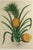 Mid 18th Century Botanical Hand-Colored Engraving of a Pineapple, Georg Eberhard Rumphius 1741–1750) For Sale - Image 5 of 8