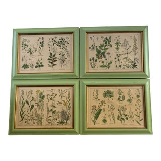 19th C. English Botanical Prints Framed,Set of 4 For Sale