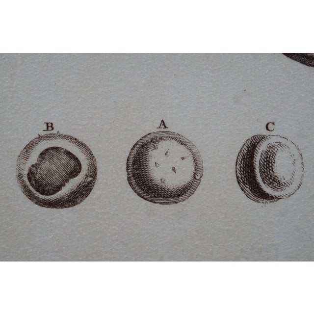 Wood 2 Neiman Marcus Horchow Botanical Wild Apple Tropical Leaf Study II Prints 41" For Sale - Image 7 of 11