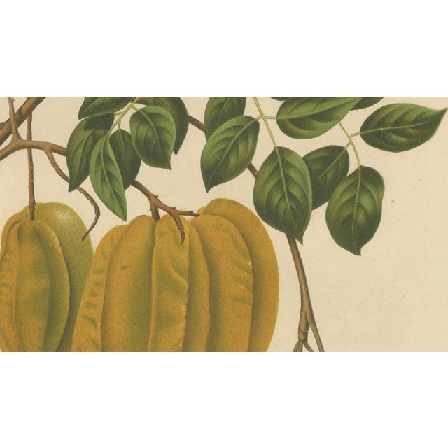 Paper Sheep van Nooten, Star Fruit Botanical, 1880, Chromolithograph For Sale - Image 7 of 10