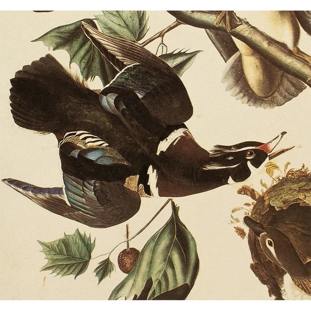 Wood Ducks After John James Audubon, 1966 Corrage Print For Sale In Dallas - Image 6 of 9