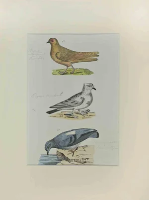 Johann Friedrich Naumann, Pigeons, Etching, 1840