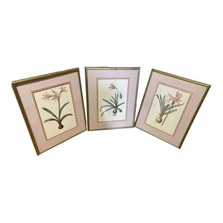 Set of 3 Botanical Prints of Amaryllis by Ariel Press 1985 For Sale