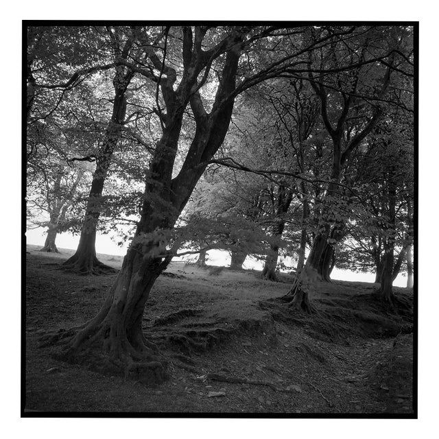 Paul Cooklin, Woodland, Exmoor, Edition of 50 For Sale