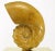Gold Carved Wood Ammonite Shell Sculpture on Brass Pedestal For Sale - Image 8 of 9