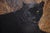 A pristine, never framed impression of Carl Brenders' celebrated black leopard portrait, hand signed in pencil by the...