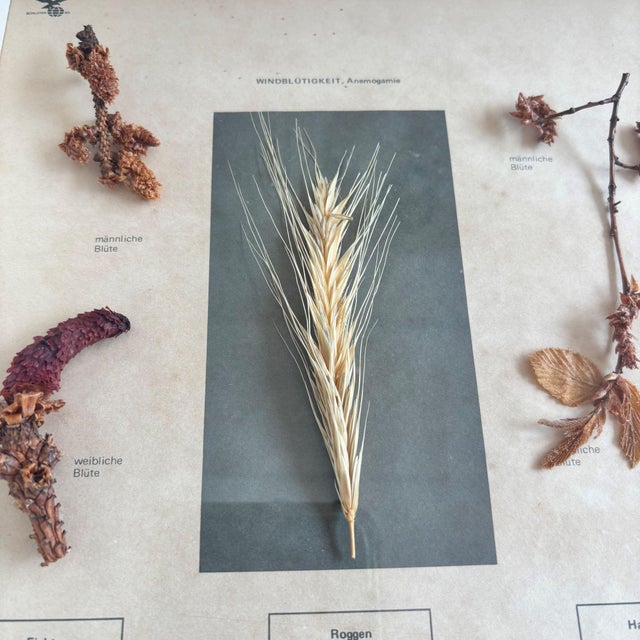 Wood Herbarium Flower Pollination, Germany, 1950s For Sale - Image 7 of 11