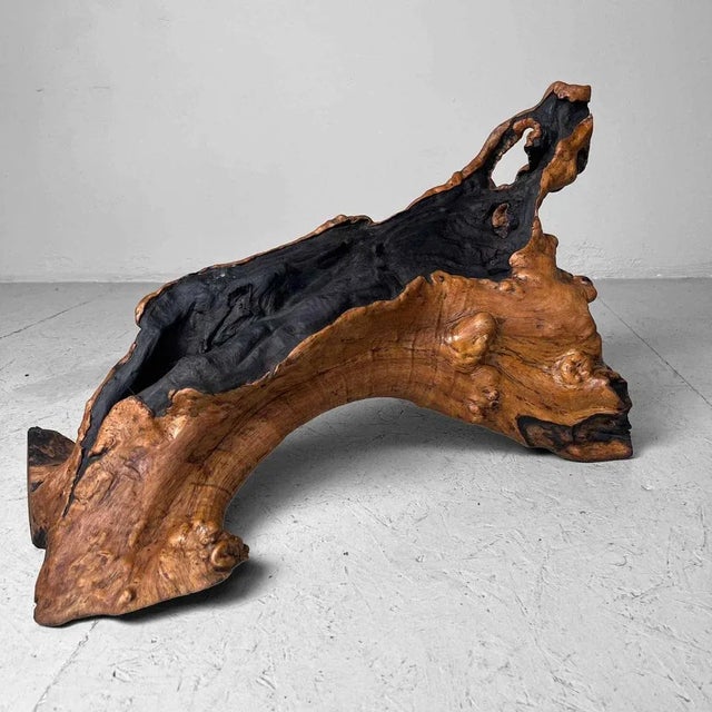 Wood Burl Wood, Japan, 1950s For Sale - Image 10 of 12