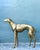 Mid-Century Modern Vintage Monumental Brass Greyhound For Sale - Image 3 of 16