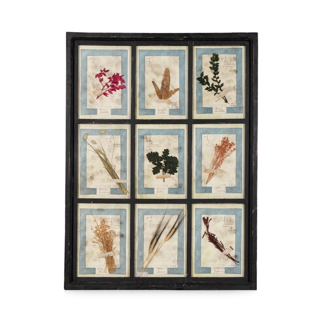 Large Italian Pressed Flowers and Herbs in Oak Frame, 1950s For Sale - Image 15 of 15