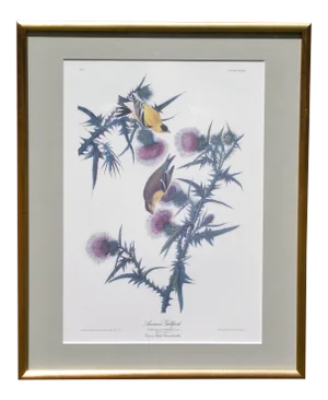 John Audubon Hand Colored Engraving American Goldfinch Lemon Gilt Framed Print