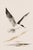 Coastal Seabird Study, Minimalist Nautical Art Print, 24″ × 36″ Reproduction For Sale