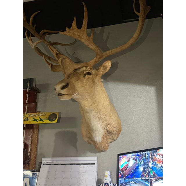 1980s Vintage Caribou Taxidermy Mount – Impressive Oversized Antler Rack For Sale - Image 5 of 9