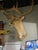 1980s Vintage Caribou Taxidermy Mount – Impressive Oversized Antler Rack For Sale - Image 5 of 9