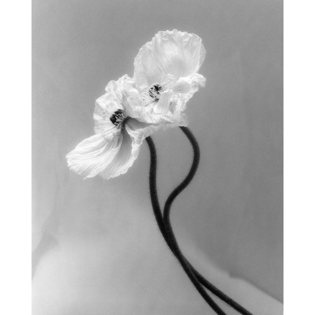 Coupled Poppies - Analogue Black and White Floral Photography, Ltd. 15 2023 For Sale - Image 4 of 4