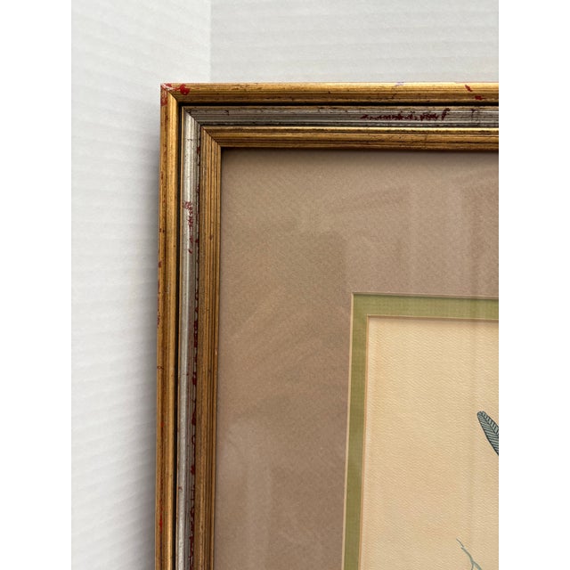 Large Vintage Framed “Blue Bonnet” Parrots Framed Fine Art Print For Sale In Sacramento - Image 6 of 8