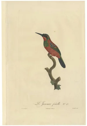 Barraband, Female Jacamar, 1805