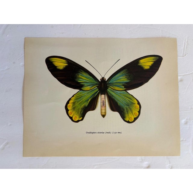 Up for sale is this gorgeous lithograph by F. Prochazka, published in Great Britain in 1965. It is in excellent, gently-...