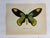 Up for sale is this gorgeous lithograph by F. Prochazka, published in Great Britain in 1965. It is in excellent, gently-...