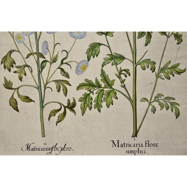 Realism Flowering Feverfew Plants: A 17th C. Besler Hand-Colored Botanical Engraving, 1640 For Sale - Image 3 of 7