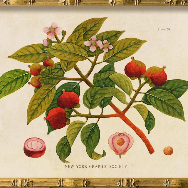 Illustration Reproduction Giclee Print of Vintage Fruit & Flowers (4) Art Print, Framed For Sale - Image 3 of 6