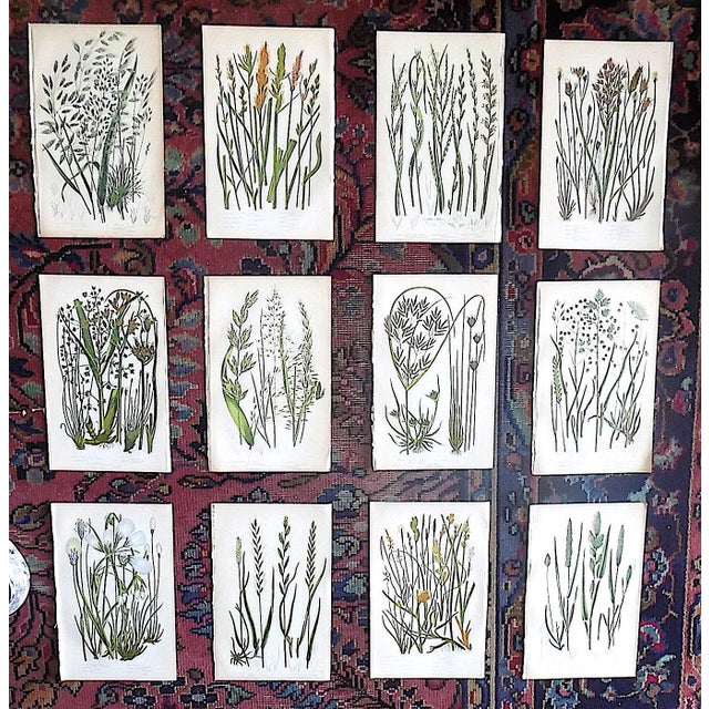Antique 19th Century Botanical Lithographs - Set of 12 For Sale - Image 10 of 10