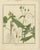 "Botanical Illustration of Sonchus oleraceus (Common Sow Thistle)" : This exquisite hand-colored copperplate engraving by...
