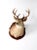 This is an antique deer head mount. The handsome eight point stag head taxidermy is mounted on a wood plaque.