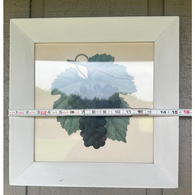 Antique Framed Botanical Grape Prints – Set of 2 – Green & Purple Grapes – Behind Glass For Sale In Denver - Image 6 of 9