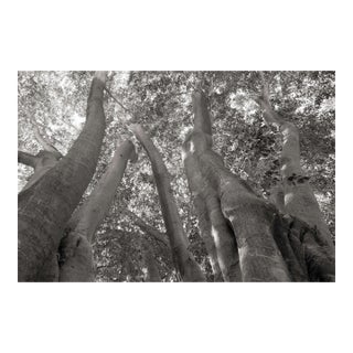Landscape Digital Archival Print "Trees #1865h" by Jacques G. Cressaty 2026 For Sale
