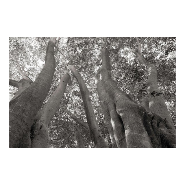 Landscape Digital Archival Print "Trees #1865h" by Jacques G. Cressaty 2026 For Sale