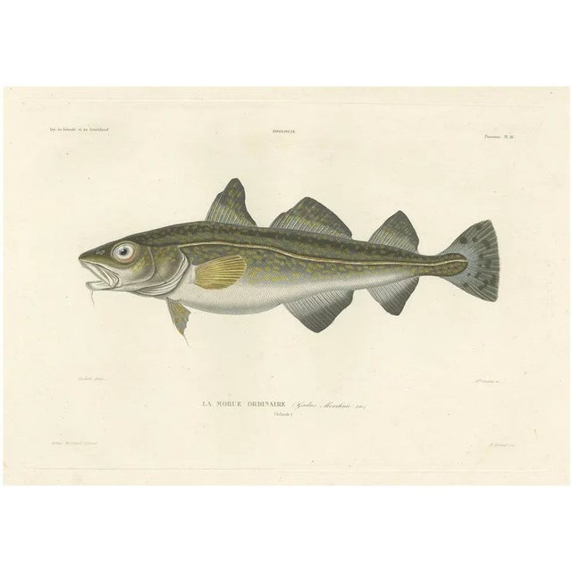 Codfish Study, France, 1845, Paper For Sale - Image 11 of 11
