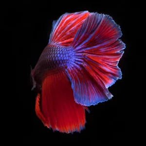Contemporary Photograph, Beta 87