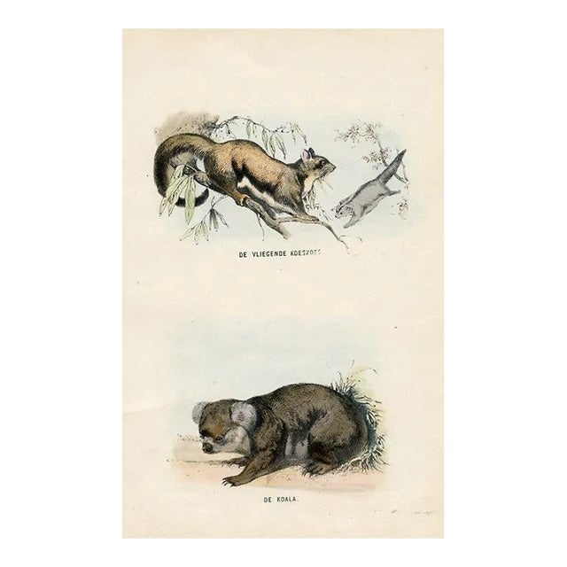 1864, Squirrel and Koala Print, Original Hand-Colored Mammal Lithograph For Sale
