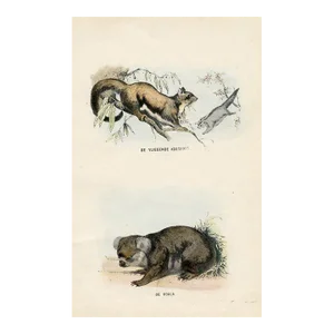 1864, Squirrel and Koala Print, Original Hand-Colored Mammal Lithograph