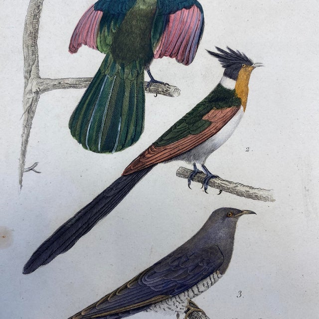 French Antique 18th Century "Le Touraco" Bird Engraving Hand Colored Signed Artwork For Sale - Image 4 of 9