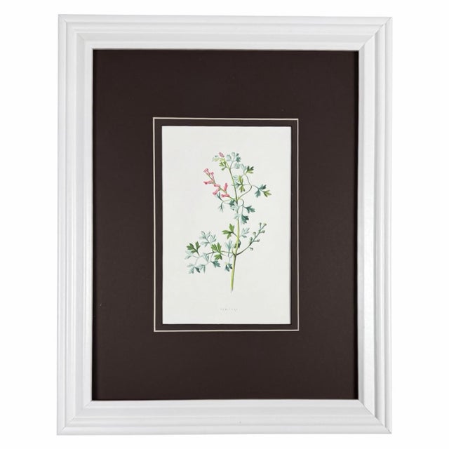 Brown Antique Botanical Print Gallery | Set of 8 F. Edward Hulme Chromolithographs, Framed For Sale - Image 8 of 12