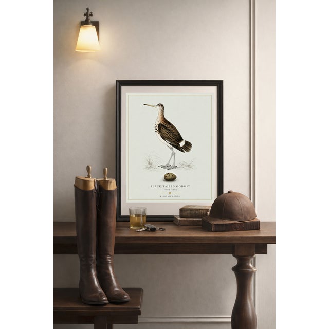 William Lewin 1789 Waterbirds Fine Art Gallery Board Print - Black Tailed Godwit For Sale - Image 10 of 13