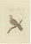 Early 19th Century Sepp & Nozeman, Bird Illustration of the Barbary Dove, 1829, Print For Sale - Image 5 of 5