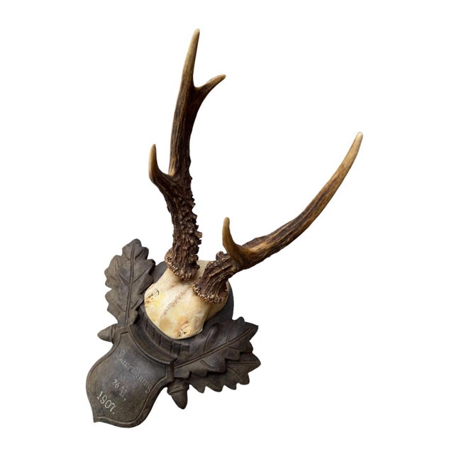 Cabin Roe Deer Trophy 154 Black Forest Antlers Mount For Sale - Image 3 of 5