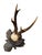 Cabin Roe Deer Trophy 154 Black Forest Antlers Mount For Sale - Image 3 of 5